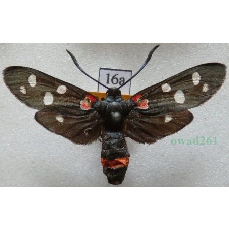 Zygaena ephialtes (Linnaeus, 1767) Kraśnik goryszowiec Czech16a